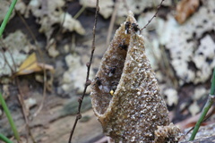Homotrigona apicalis