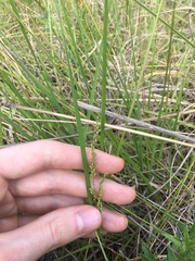 Chascolytrum subaristatum