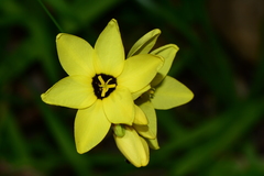Ixia fuscocitrina