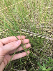 Chascolytrum subaristatum