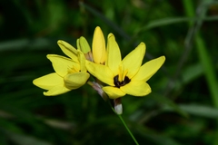 Ixia fuscocitrina