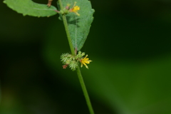 Triumfetta pentandra