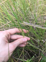 Chascolytrum subaristatum