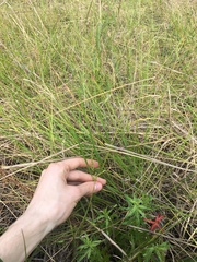 Chascolytrum subaristatum