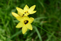 Ixia fuscocitrina