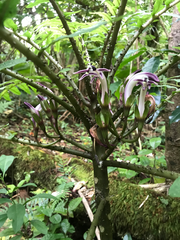 Cyanea grimesiana