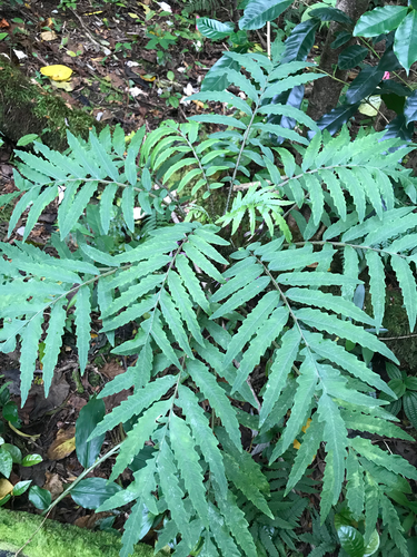 Cyanea grimesiana