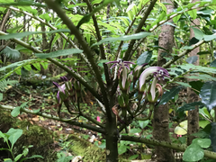 Cyanea grimesiana
