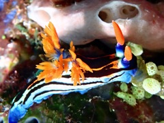Nembrotha
