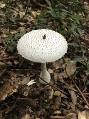 Amanita virgineoides