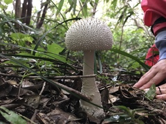 Amanita virgineoides