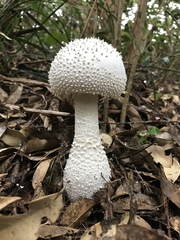 Amanita virgineoides