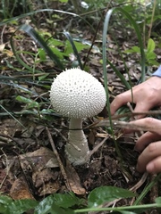 Amanita virgineoides