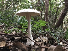 Amanita virgineoides