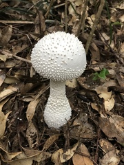 Amanita virgineoides