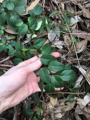 Vincetoxicum barbatum