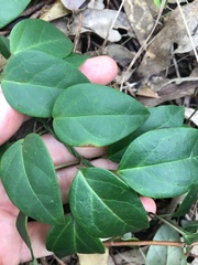 Vincetoxicum barbatum