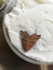 Scoliopteryx libatrix