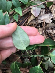 Vincetoxicum barbatum