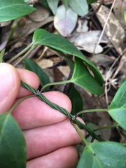 Vincetoxicum barbatum