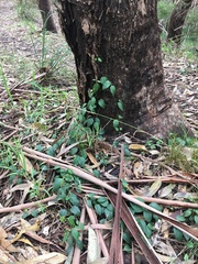 Vincetoxicum barbatum