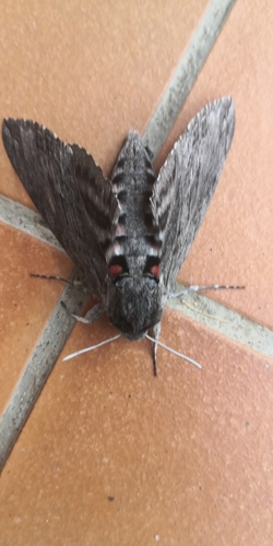 Agrius convolvuli
