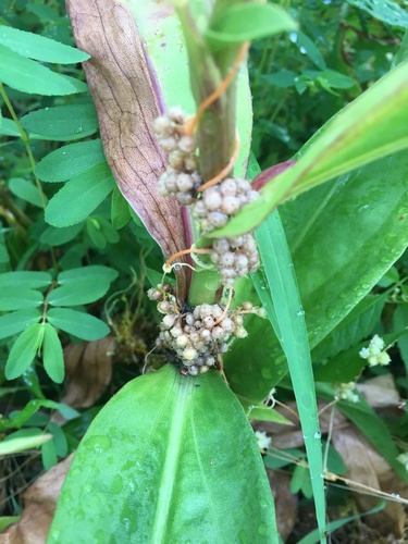 Image of Cuscuta pentagona by no rights reserved