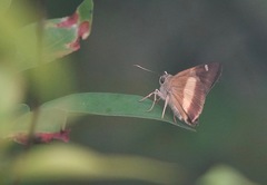 Hasora schoenherr chuza