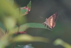 Hasora schoenherr chuza