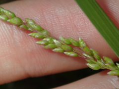 Chascolytrum subaristatum