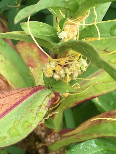 Image of Cuscuta pentagona by no rights reserved