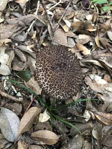 Strobilomyces confusus