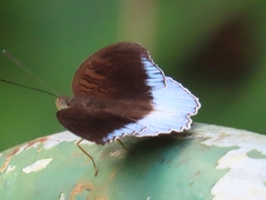 Tanaecia iapis puseda