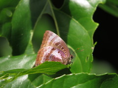 Arhopala micale