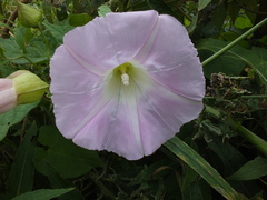 Calystegia × pulchra