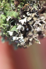 Cladonia foliacea
