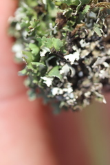 Cladonia foliacea