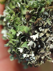 Cladonia foliacea