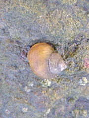 Littorina saxatilis