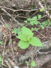 Acalypha glabrata