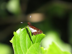 Sabera caesina
