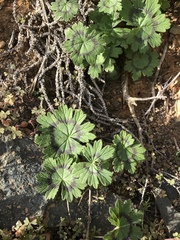 Pelargonium articulatum