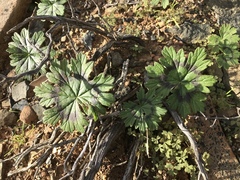 Pelargonium articulatum