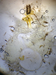 Endothenia marginana