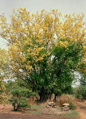 Pterocarpus erinaceus