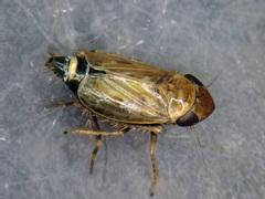 Deltocephalus pulicaris
