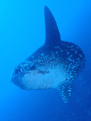 Bump-head Mola — seen at this dive site