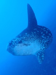 Mola alexandrini