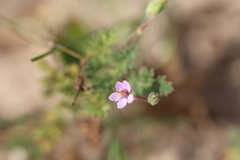Erodium cicutarium dunense