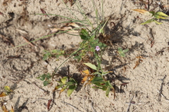 Erodium cicutarium dunense